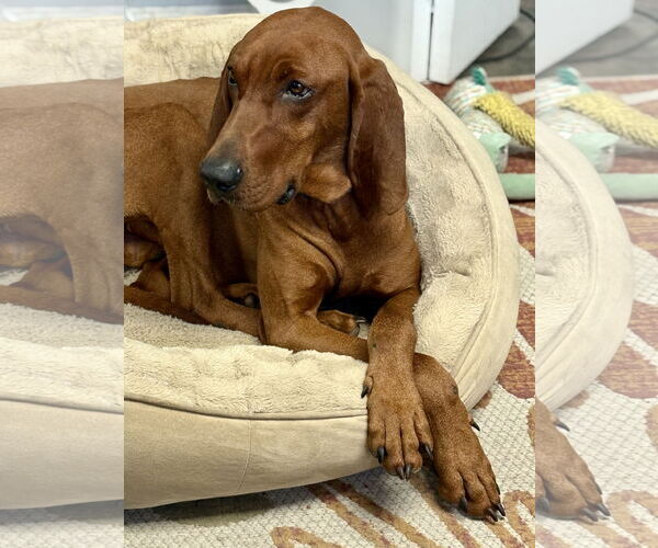 Medium Photo #3 Redbone Coonhound-Unknown Mix Puppy For Sale in Plainfield, IL, USA