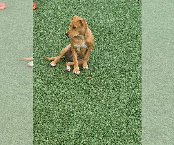 Medium Photo #6 Labrador Retriever-Unknown Mix Puppy For Sale in oakland, FL, USA