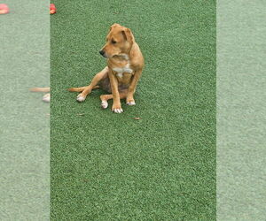 Anna - Female Labrador Retriever-Unknown Mix Dog for Adoption - Photo #6