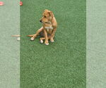 Small #5 Labrador Retriever Mix