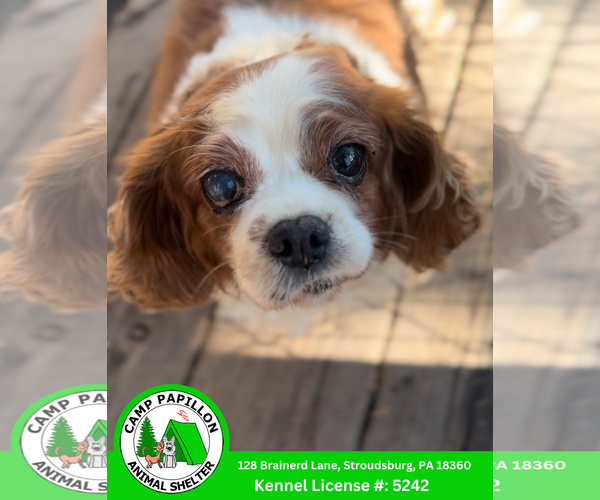 Medium Photo #1 Cavalier King Charles Spaniel Puppy For Sale in Stroudsburg, PA, USA
