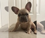 Small Photo #2 French Bulldog Puppy For Sale in FITCHBURG, WI, USA