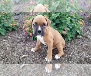 Boxer Puppy for sale in SHILOH, OH, USA