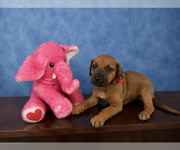 Medium Photo #2 Rhodesian Ridgeback Puppy For Sale in MADISON, GA, USA