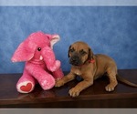 Small #1 Rhodesian Ridgeback
