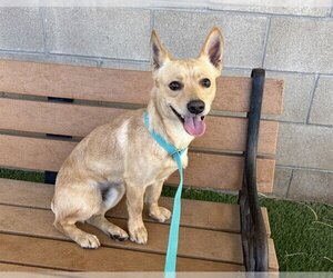 Chiweenie Dogs for adoption in Corona, CA, USA