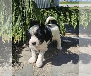 Medium Tibetan Terrier