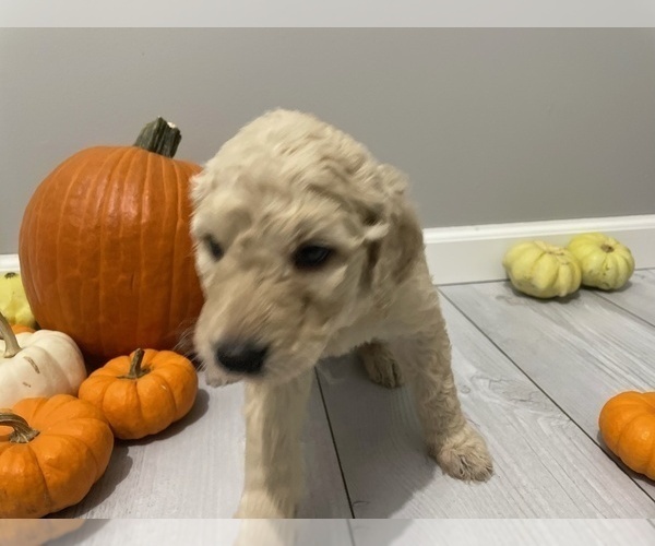 Medium Photo #6 Goldendoodle Puppy For Sale in EUREKA, MO, USA