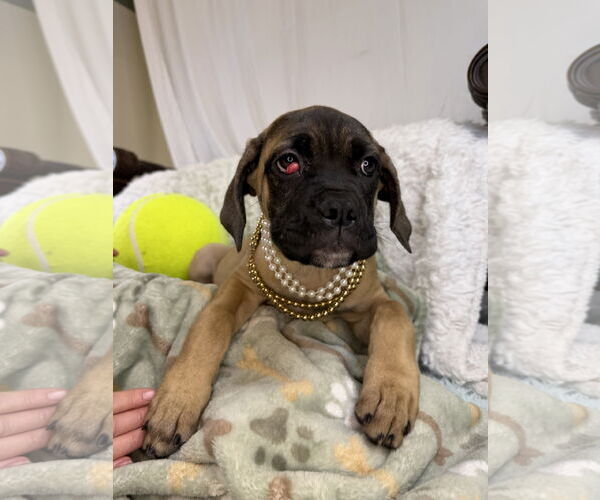 Medium Photo #4 Mutt Puppy For Sale in Goodyear, AZ, USA