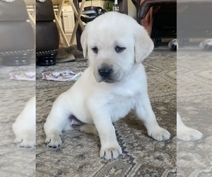 Labrador Retriever Puppy for sale in DOUGLAS, GA, USA