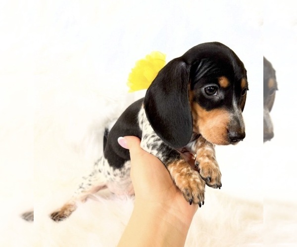 Medium Photo #3 Dachshund Puppy For Sale in DAVIS, CA, USA