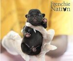 Small Photo #12 French Bulldog Puppy For Sale in LAWRENCEVILLE, GA, USA