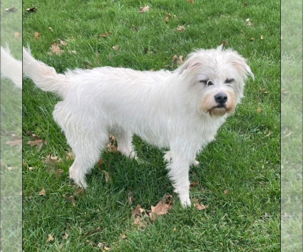 Medium Photo #2 Mutt Puppy For Sale in Germantown, OH, USA