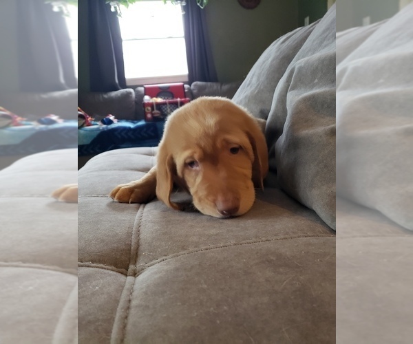 Medium Photo #9 Labrador Retriever Puppy For Sale in NEENAH, WI, USA