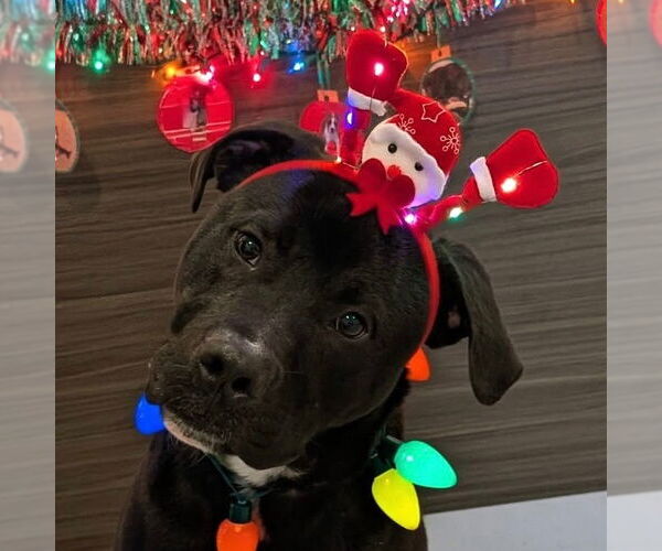 Medium Photo #1 Labrador Retriever-Unknown Mix Puppy For Sale in Canton, CT, USA