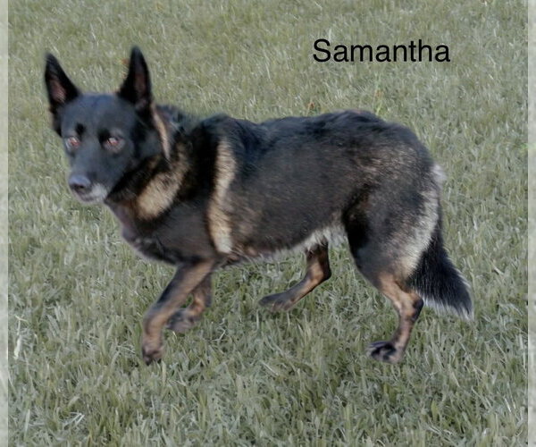 Medium Photo #2 Alaskan Malamute-Unknown Mix Puppy For Sale in Fallbrook, CA, USA