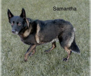 Samantha - Female Alaskan Malamute-Unknown Mix Dog for Adoption - Photo #2