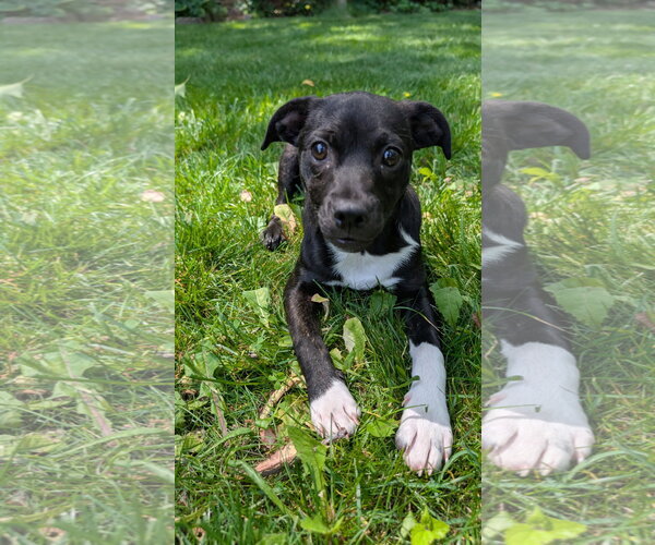 Medium Photo #5 Boston Terrier-Unknown Mix Puppy For Sale in Genesee, WI, USA