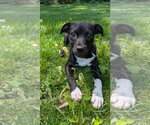 Small #4 Boston Terrier Mix