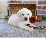 Small #7 Labrador Retriever