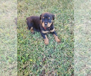 Rottweiler Puppy for sale in HAMPTON, VA, USA