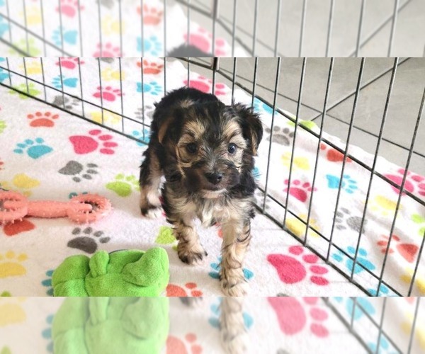 Medium Photo #15 Morkie Puppy For Sale in ORO VALLEY, AZ, USA