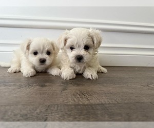Maltese Puppy for sale in SEATAC, WA, USA