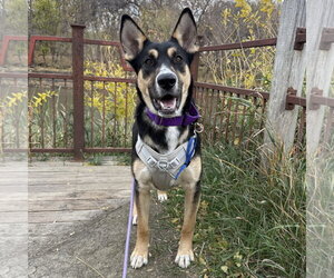 Siberian Husky-Unknown Mix Dogs for adoption in Fargo, ND, USA