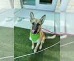 Small #1 German Shepherd Dog