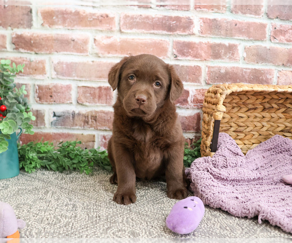 Medium Photo #3 Labrador Retriever Puppy For Sale in SYRACUSE, IN, USA