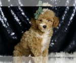 Small #3 Poodle (Toy)