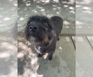 Mutt Dogs for adoption in Salt Lake City, UT, USA