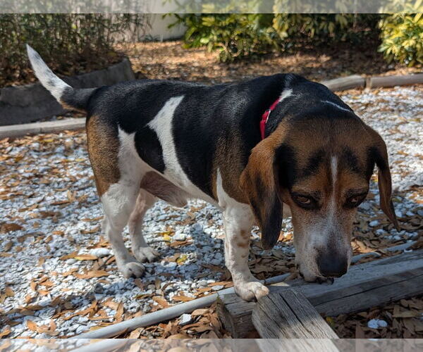Medium Photo #4 Beagle Puppy For Sale in Dunnellon, FL, USA