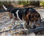 Small #3 Beagle