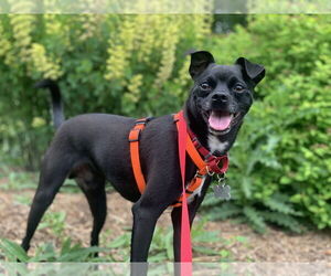 Rat-Cha Dogs for adoption in Atlanta, GA, USA
