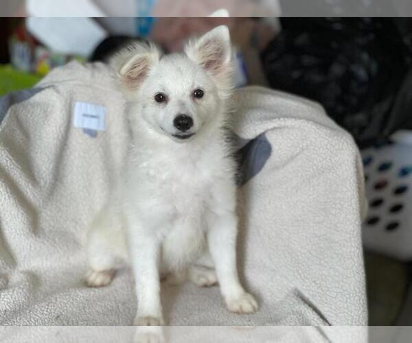 Medium Photo #2 Pomeranian Puppy For Sale in BOSTON, MA, USA