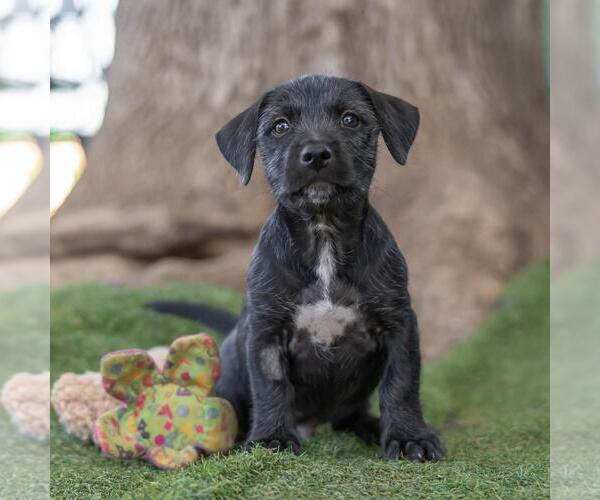 Medium Photo #5 Mutt Puppy For Sale in San Diego, CA, USA