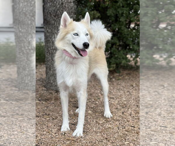 Medium Photo #4 Huskies -Unknown Mix Puppy For Sale in PIPE CREEK, TX, USA