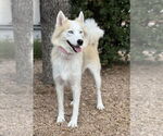 Small #3 Huskies  Mix