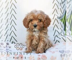 Cavapoo (Miniature) Puppy for sale in ELIZABETHTOWN, PA, USA