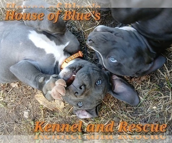 Medium Photo #6 American Pit Bull Terrier Puppy For Sale in DELAWARE, OH, USA