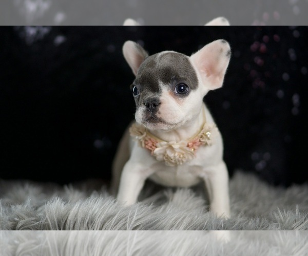 Medium Photo #108 French Bulldog Puppy For Sale in WARSAW, IN, USA