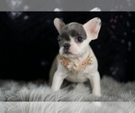 Small Photo #108 French Bulldog Puppy For Sale in WARSAW, IN, USA