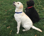 Small Photo #1 Labrador Retriever Puppy For Sale in WAKARUSA, IN, USA