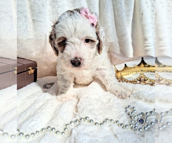 Medium Photo #58 Goldendoodle (Miniature) Puppy For Sale in GASTONIA, NC, USA