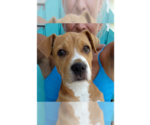 Small #24 American Staffordshire Terrier-Labrador Retriever Mix