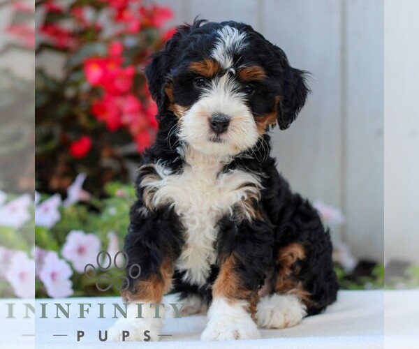 Medium Photo #3 Bernedoodle (Miniature) Puppy For Sale in LITITZ, PA, USA
