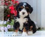 Small #2 Bernedoodle (Miniature)