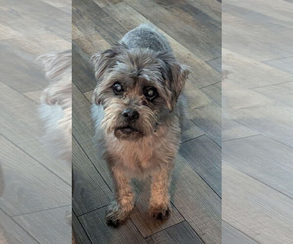 Medium Photo #2 Mutt Puppy For Sale in St. Cloud, MN, USA