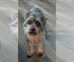Small #1 Mutt